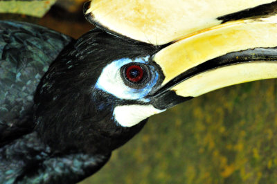 Hornbill Eyelashes