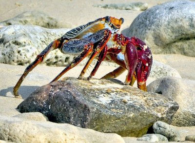 Bonaire Crab