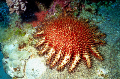 Crown of Thorns Starfish  