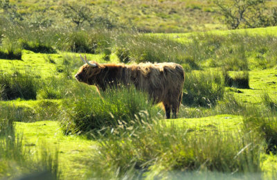Lone Bull, North Yorkshire Moors