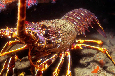 Atlantic Lobster 
