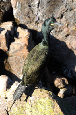 Shag in Pale Morning Sun