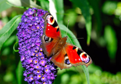Butterfly on Liliac Flower