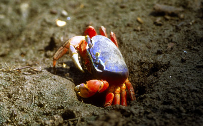 Beautiful Land Crab