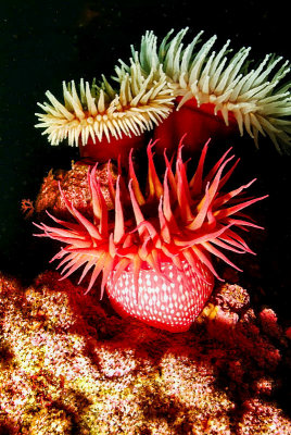 Three Anemones