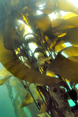 The Kelp Forest