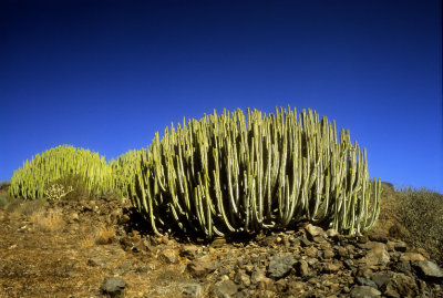 Cacti Bushes