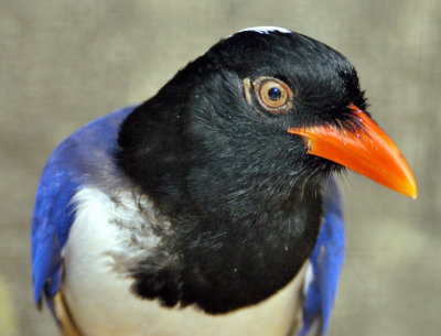 Curious Bird: Red-billed Blue Magpie (Urocissa erythroryncha)