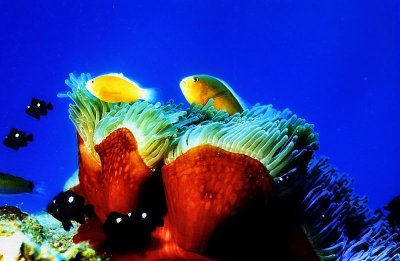 Anemone and Clownfish 