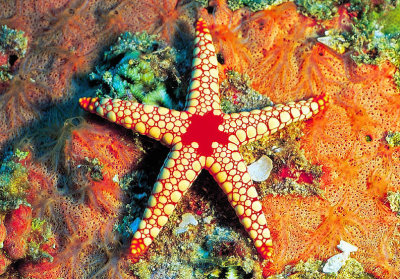 The Fromia Starfish