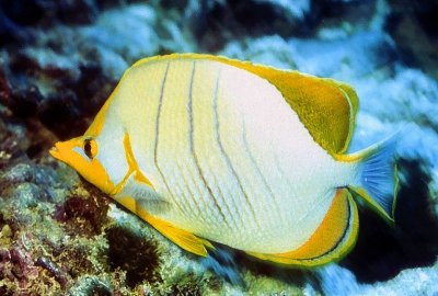 Yellowhead Butterflyfish,