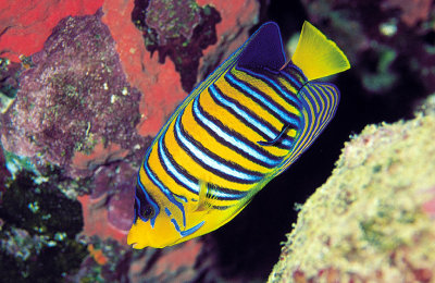 Peacock Angelfish