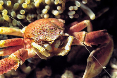 Porcelain Crab In Anemone