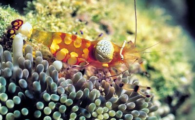 'Brain' Shrimp 'Periclimenes brevicarpalis'