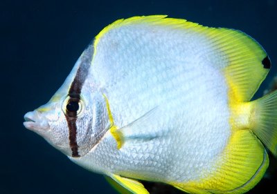 Spotfin Butterflyfish, 'Chaetodon ocellatus'