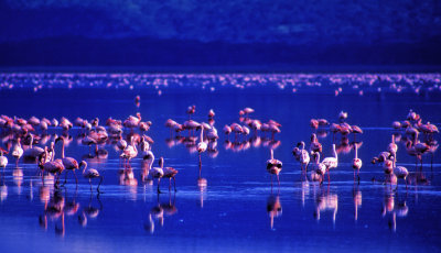 Nakuru Lake     