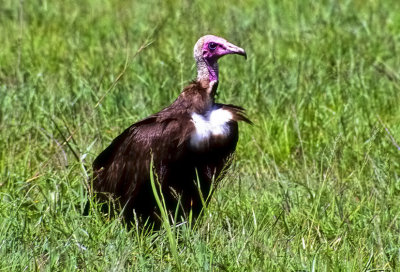 Vulture, Hooded Vulture (Necrosyrtes monachus)