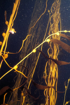 Kelp's Dark Forest