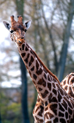 The Giraffe Portrait
