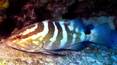 Grouper Resting 