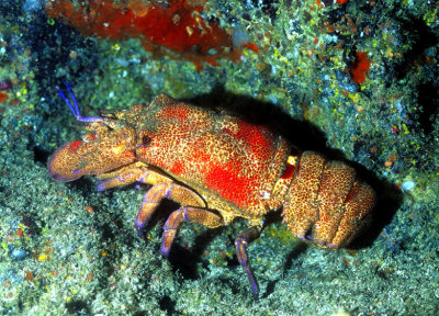 Slipper Lobster    