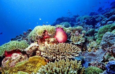 The Anemones and Corals of Baye Ternay: All Dead Now...