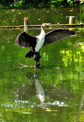 Cormorant Stretching, with Reflection...