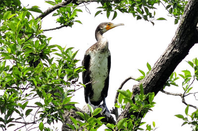 Cormorant on Tree