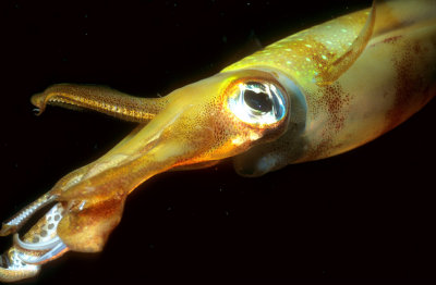 Squid Frontal 