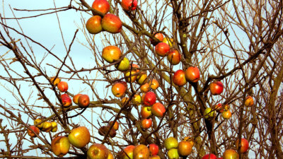 The Apples On the Tree
