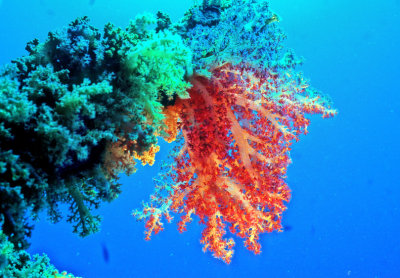 Soft Corals: Light, No Light     