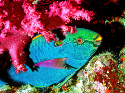Parrotfish Under Soft Coral    