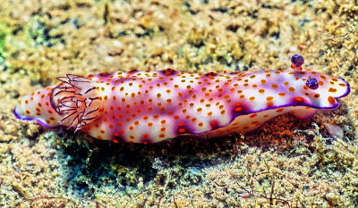 Nudibranch, (Hypselodoris pulchella)