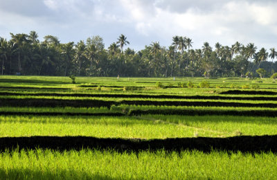 Rice Fields from Window