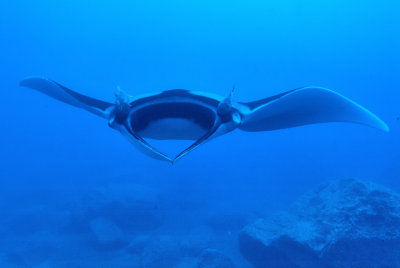 Manta Glidding