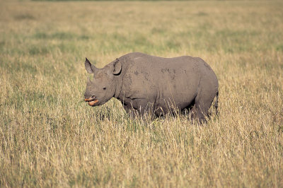 Rhino