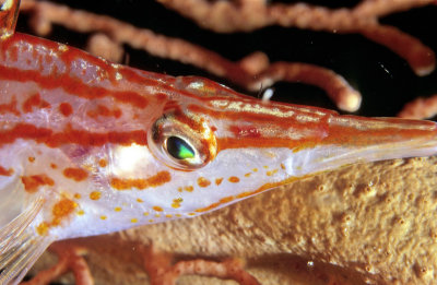 Longnose Hawkfish Eye