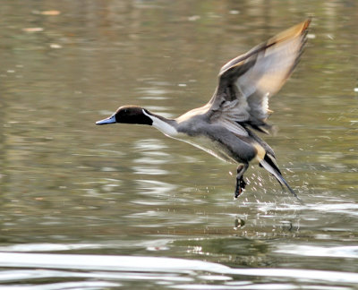 Northern Pintail Liftoff