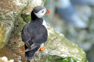 1st Puffin at Bempton