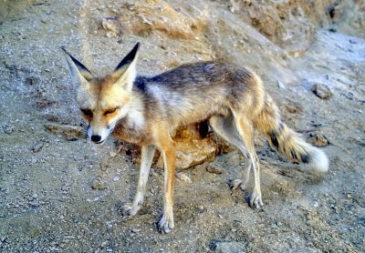 A Raposinha do Deserto: The Desert Fox!