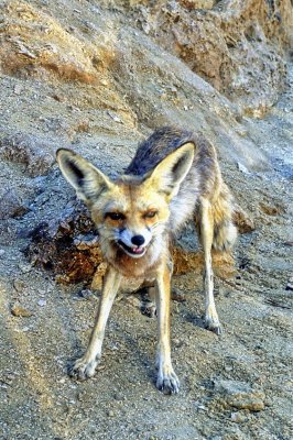 Desert Fox: a Portrait     