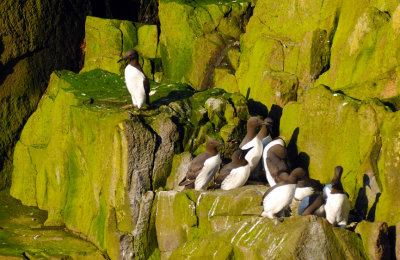 The House of the Guillemots