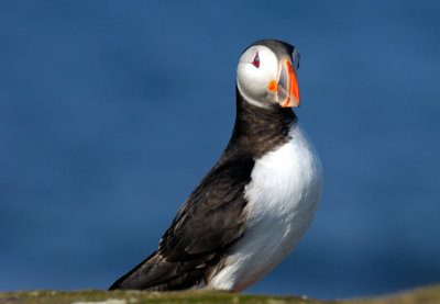Smilling Puffin