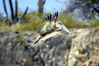 The Suspended Pelican