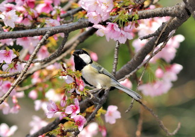 Ecoes of Spring: Great Tit (Parus major)