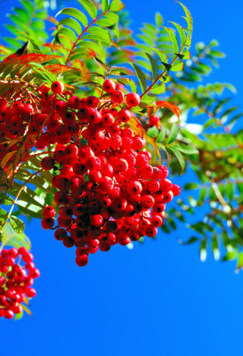 The Red Berries of Autumn