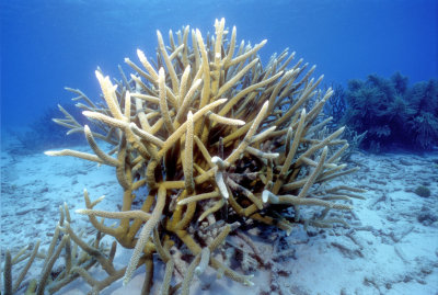 Staghorn Coral 