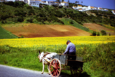 The Old Man On the Donkey Cart 