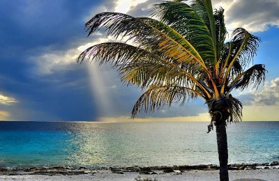 Palm Tree and Divine Light