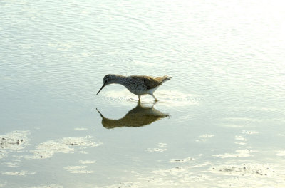 The Bird and The Reflection